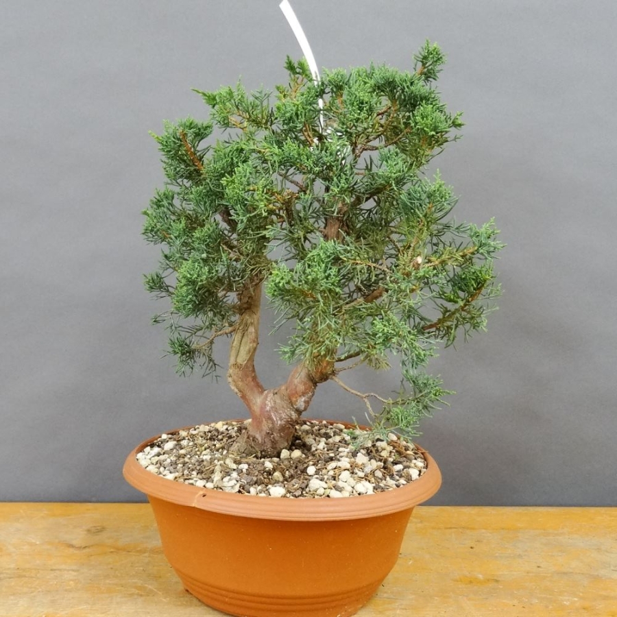 Juniperus chinensis 'Blaauw'